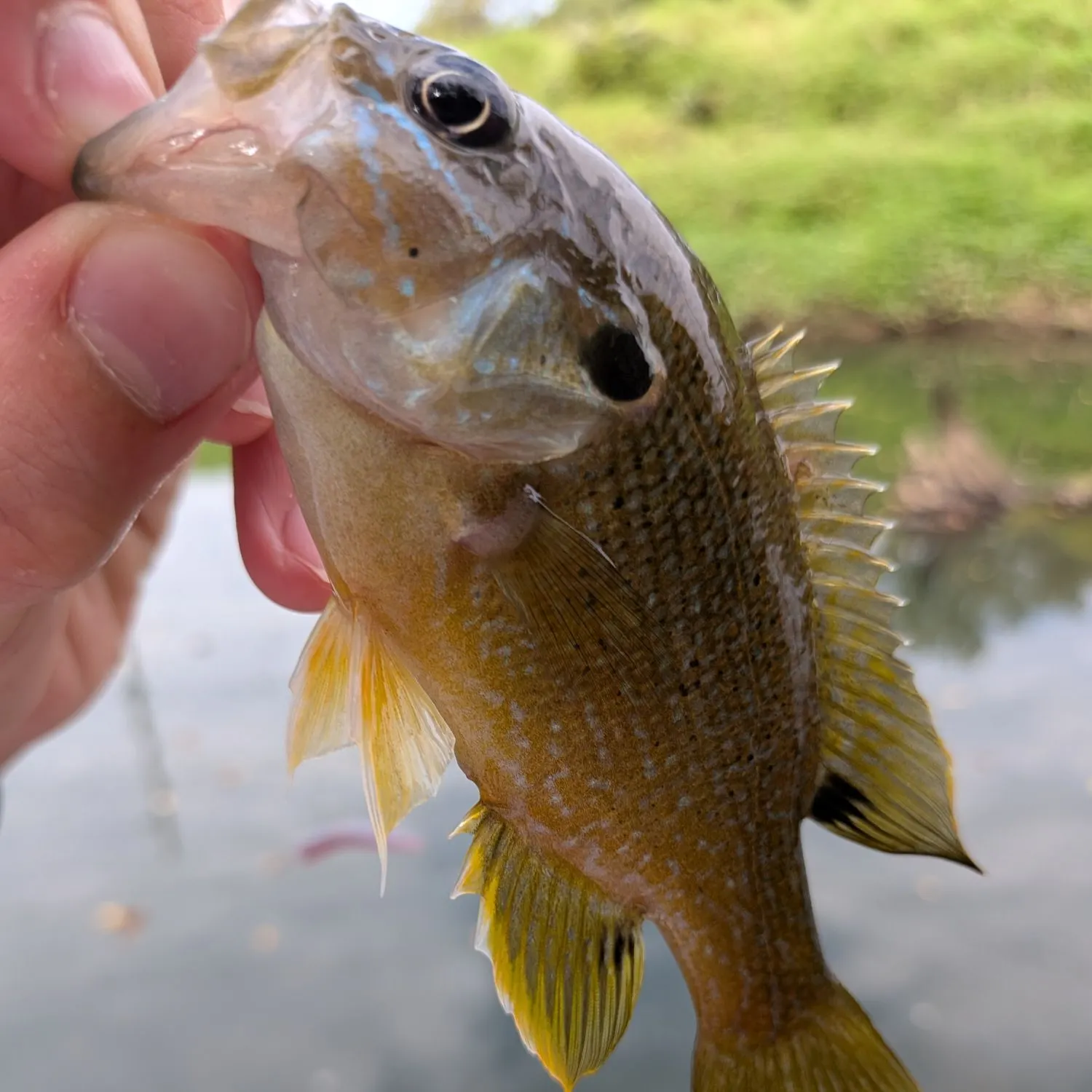 Green sunfish caught on Fishbrain