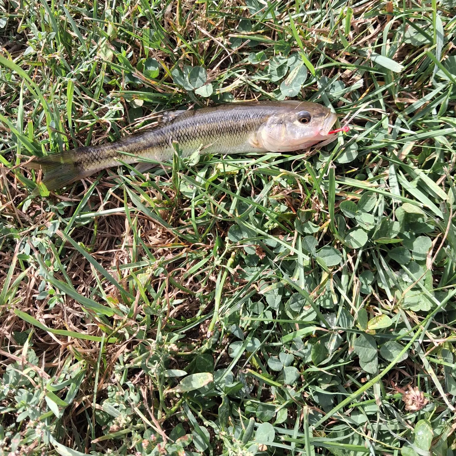 Creek chub caught on Fishbrain