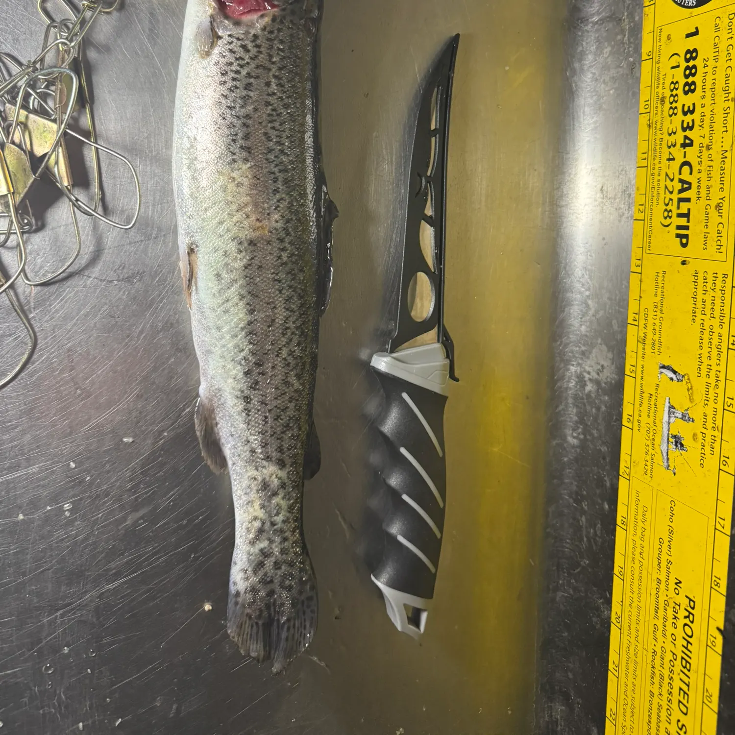 recently logged catches