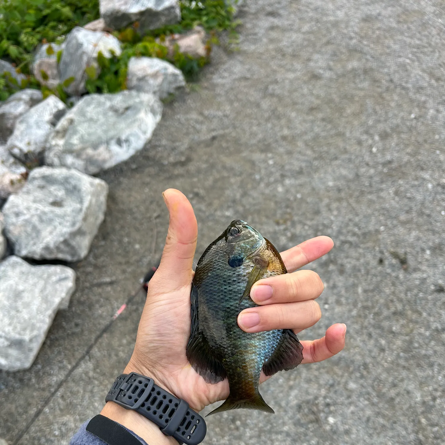 catch
