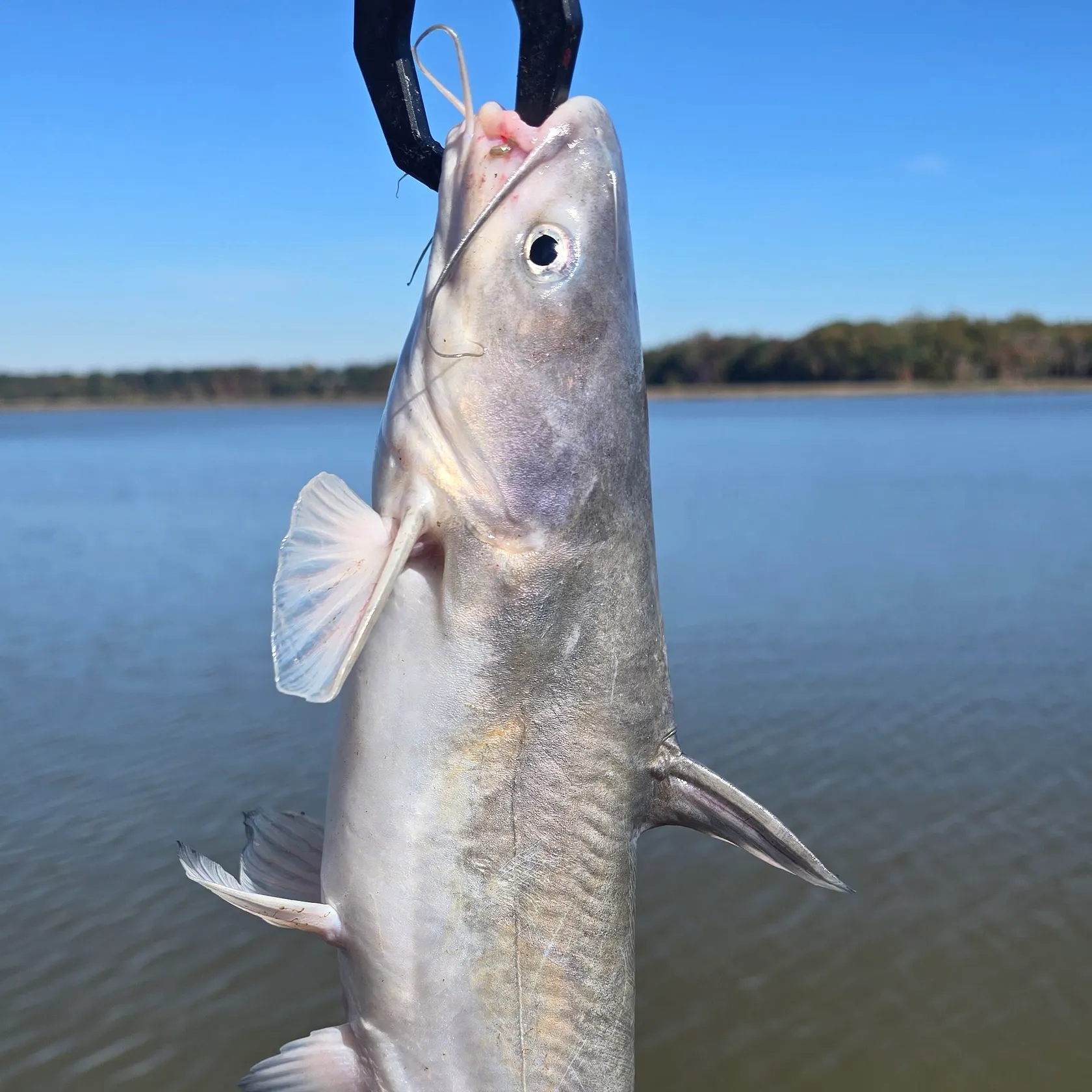 Blue catfish caught on Fishbrain
