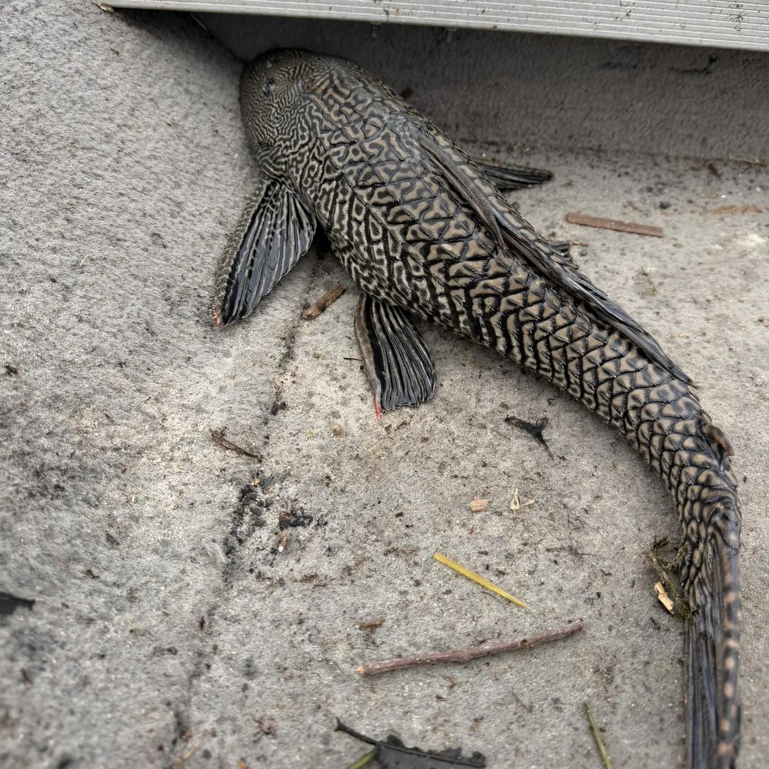 The most recent Suckermouth catfish catches on Fishbrain