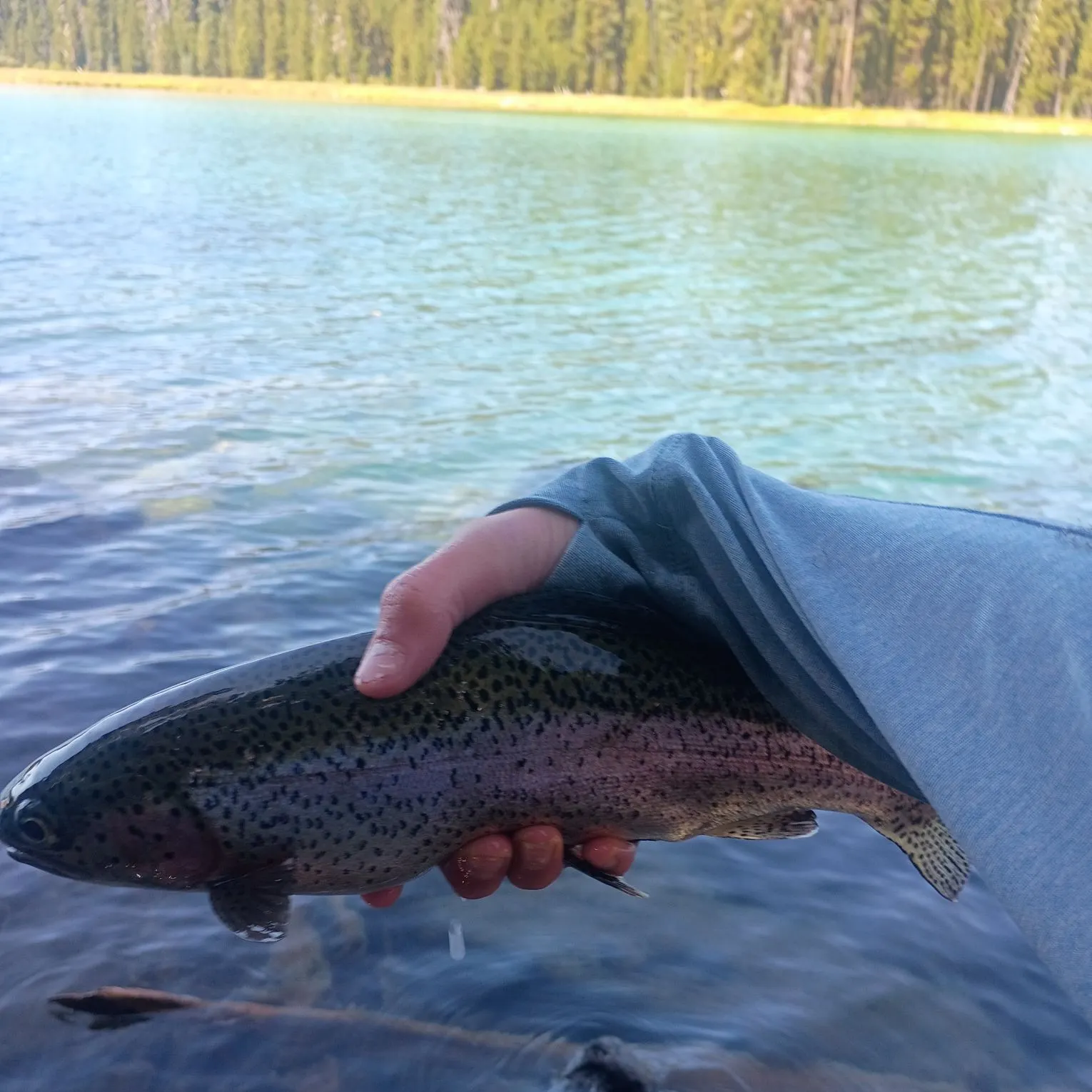 Rainbow trout caught on Fishbrain