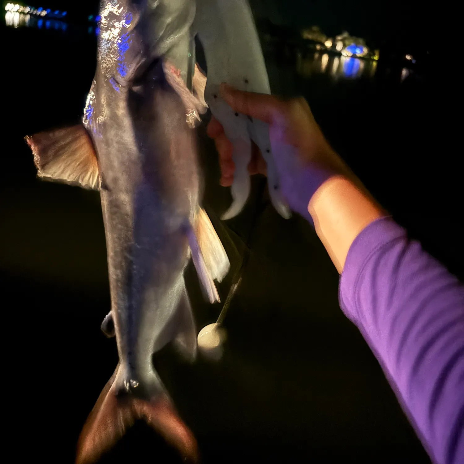 The most recent Gafftopsail sea catfish catches on Fishbrain