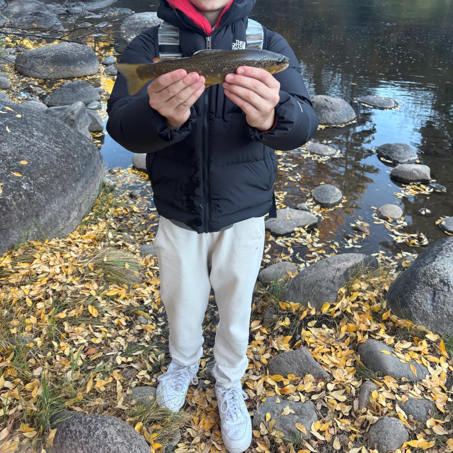 Brown trout caught on Fishbrain