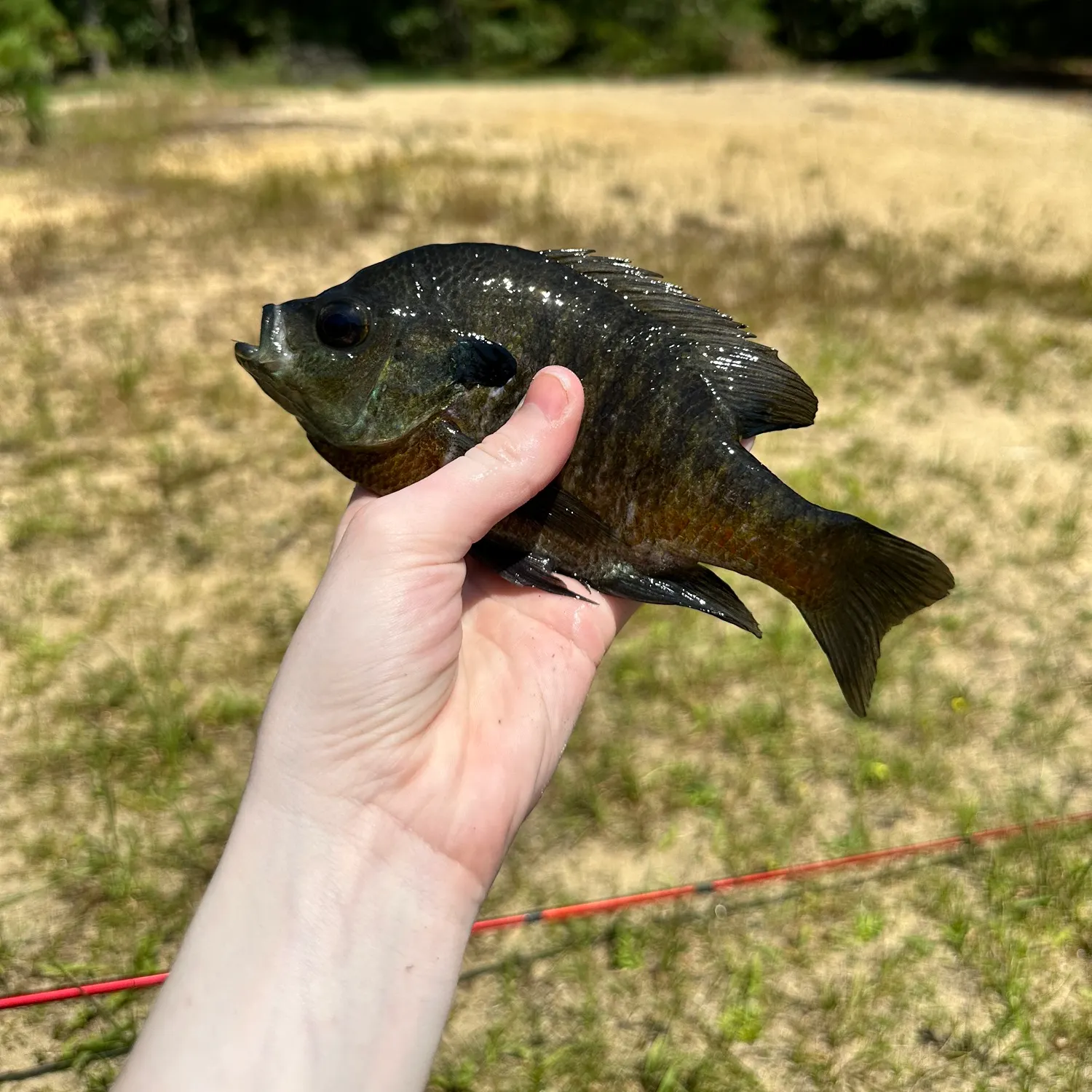 Bluegill caught on Fishbrain