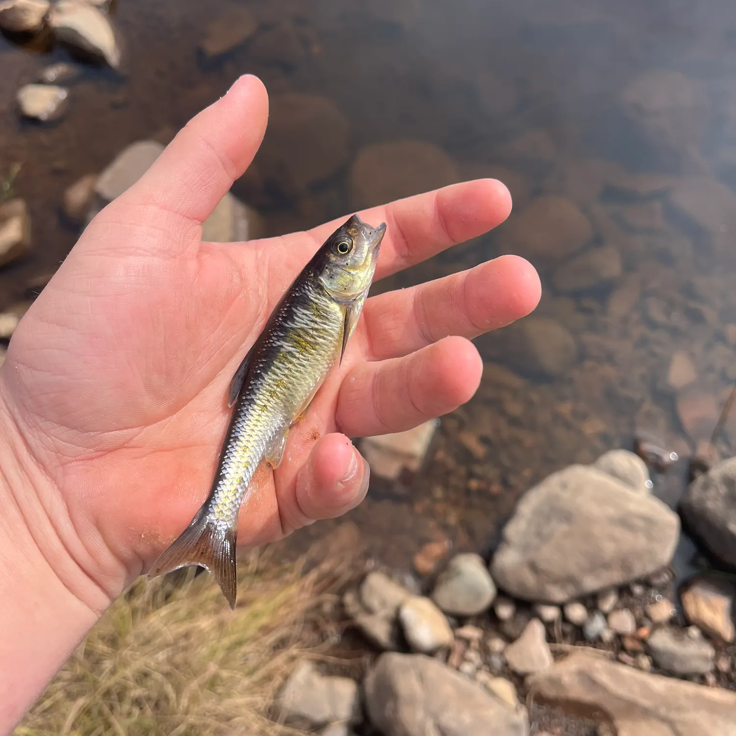 Common shiner caught on Fishbrain
