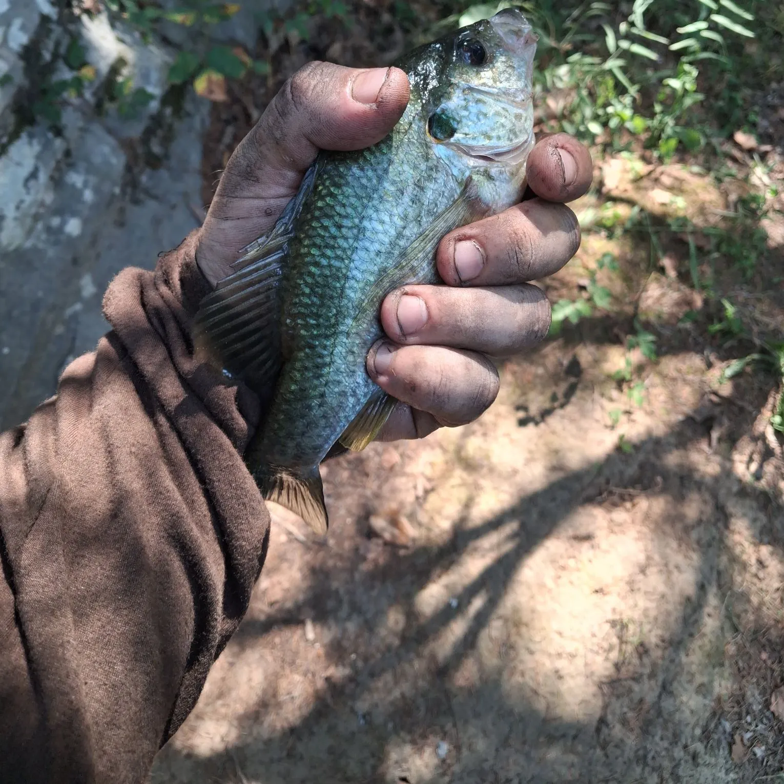 Redear sunfish caught on Fishbrain