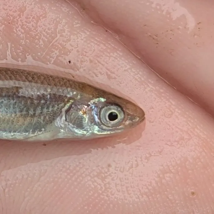 The most recent Emerald shiner catches on Fishbrain