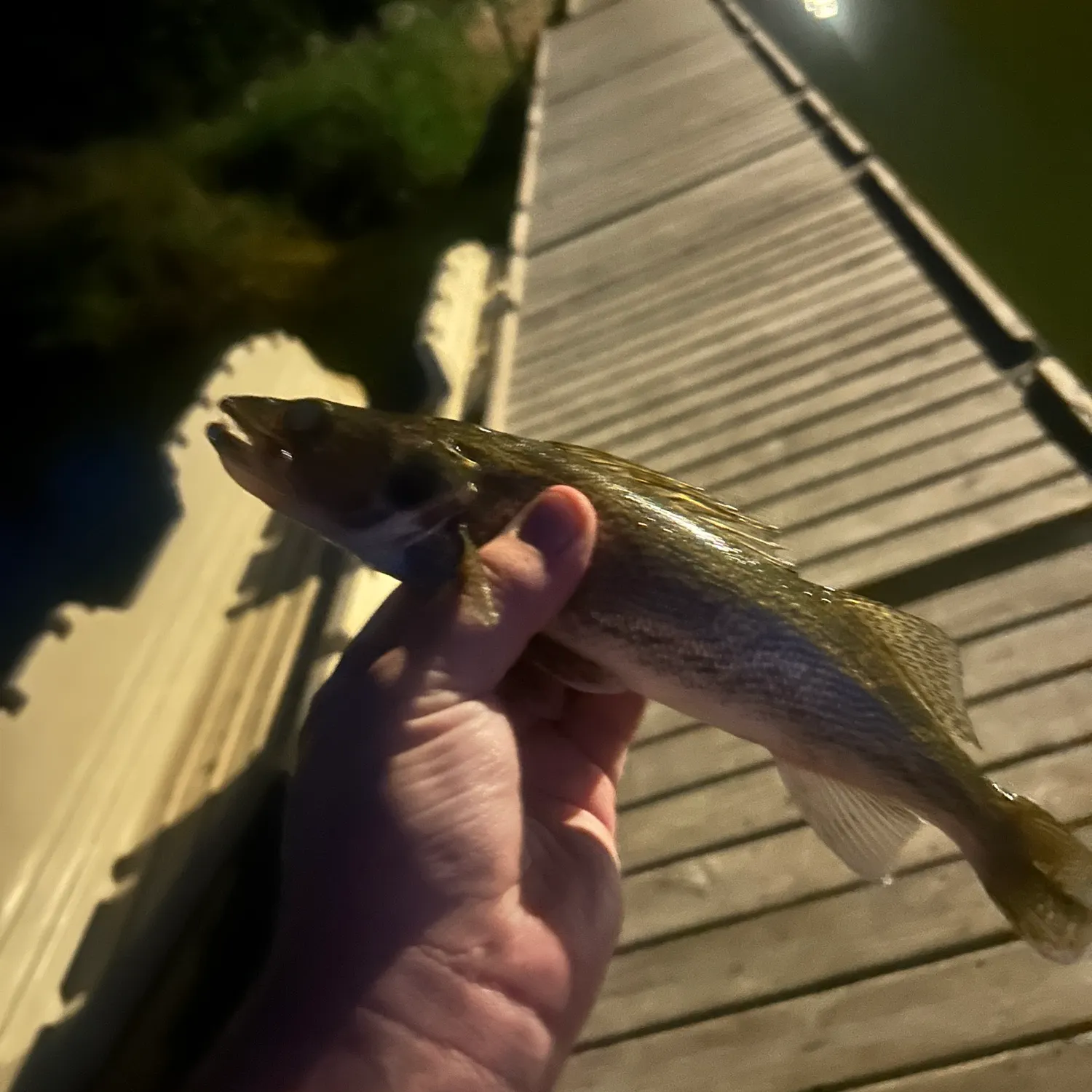 Saugeye caught on Fishbrain