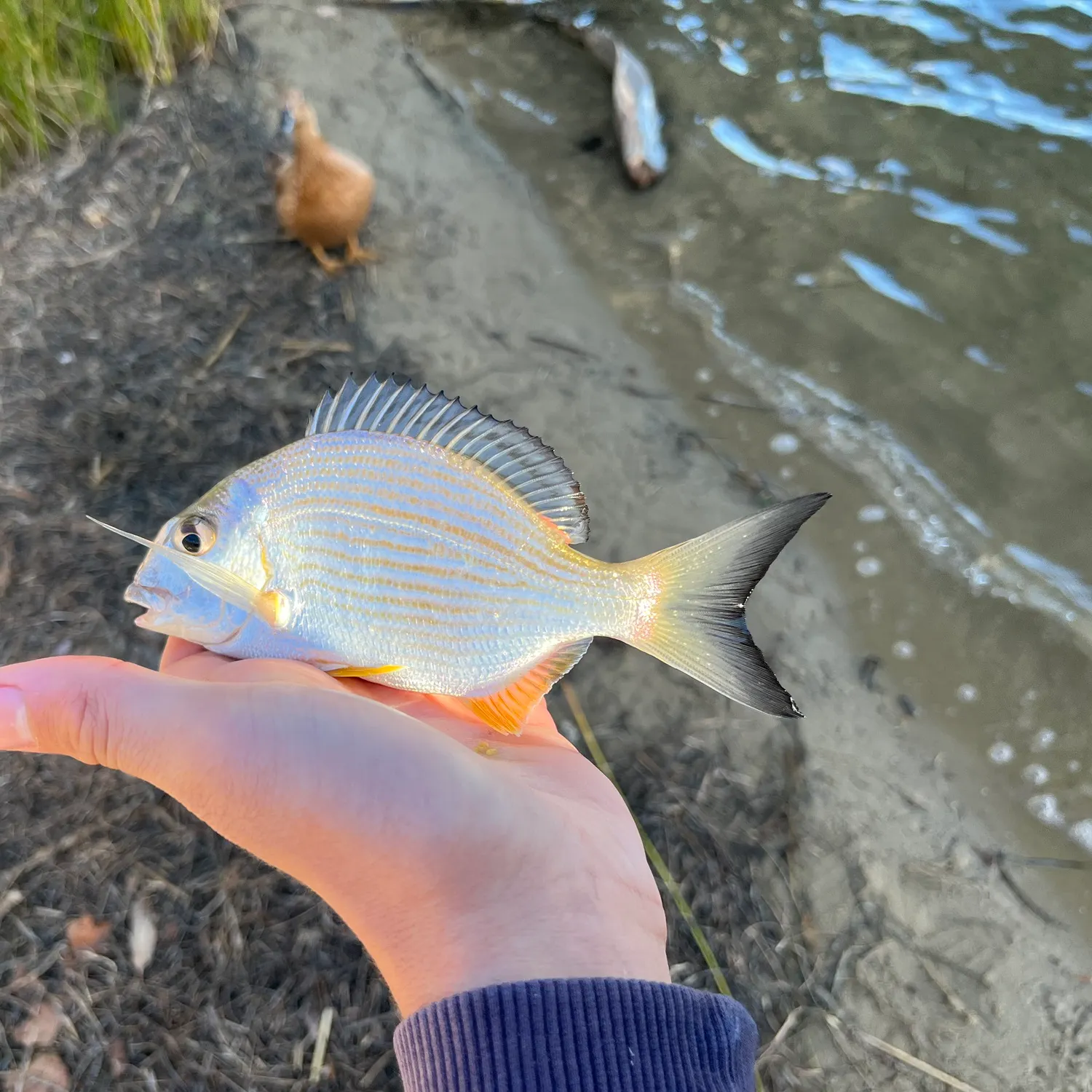 The most recent Goldlined seabream catches on Fishbrain