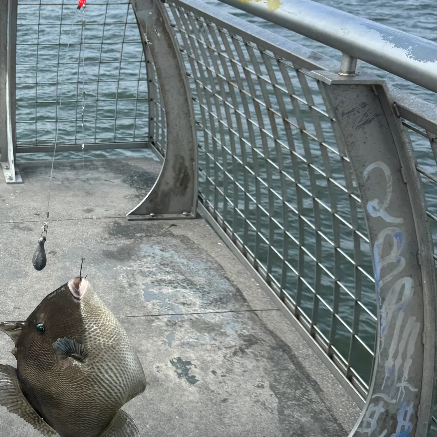 Grey triggerfish caught on Fishbrain