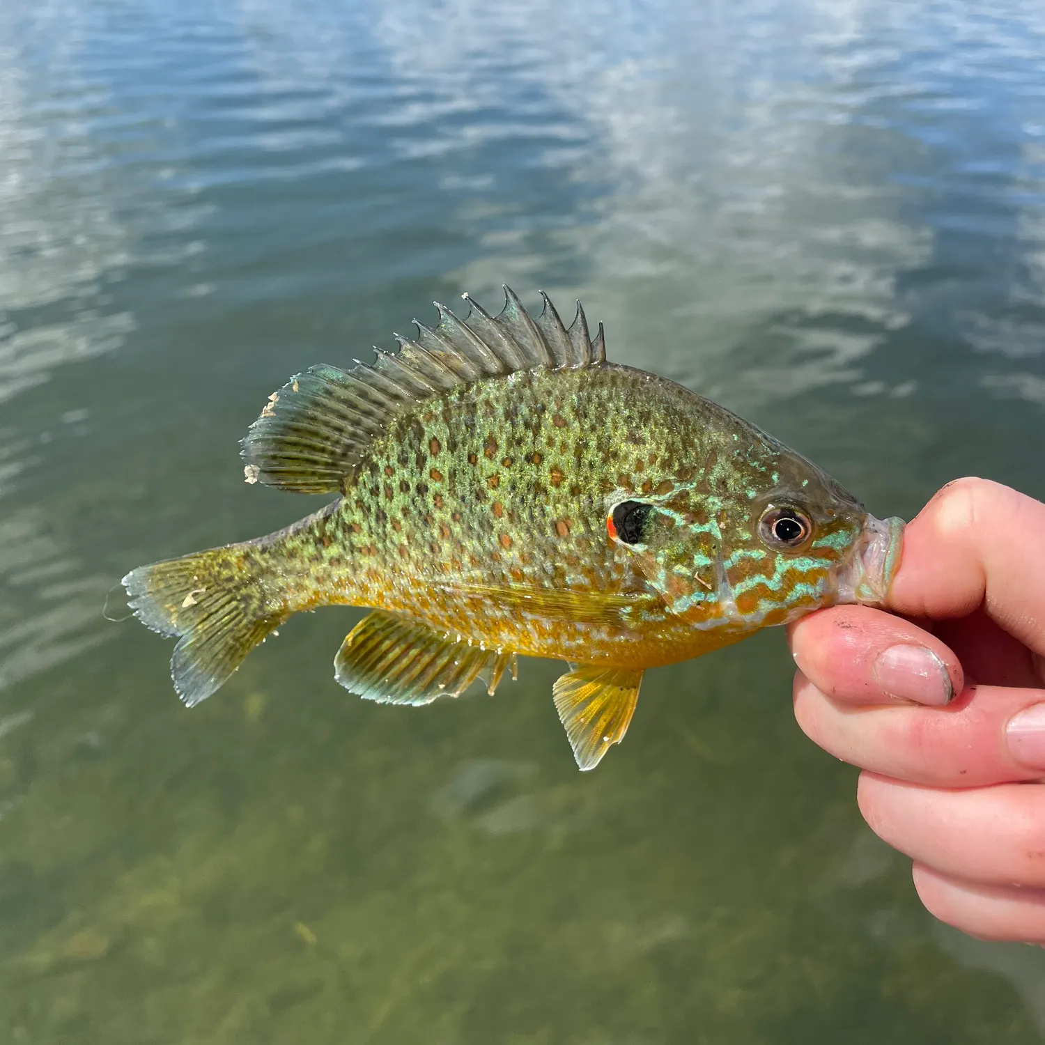 The most recent Pumpkinseed catches on Fishbrain