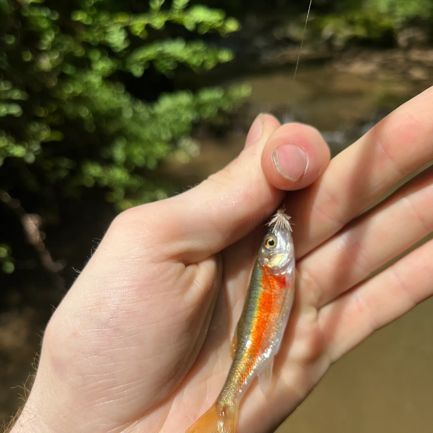 The most recent Rosyside dace catches on Fishbrain