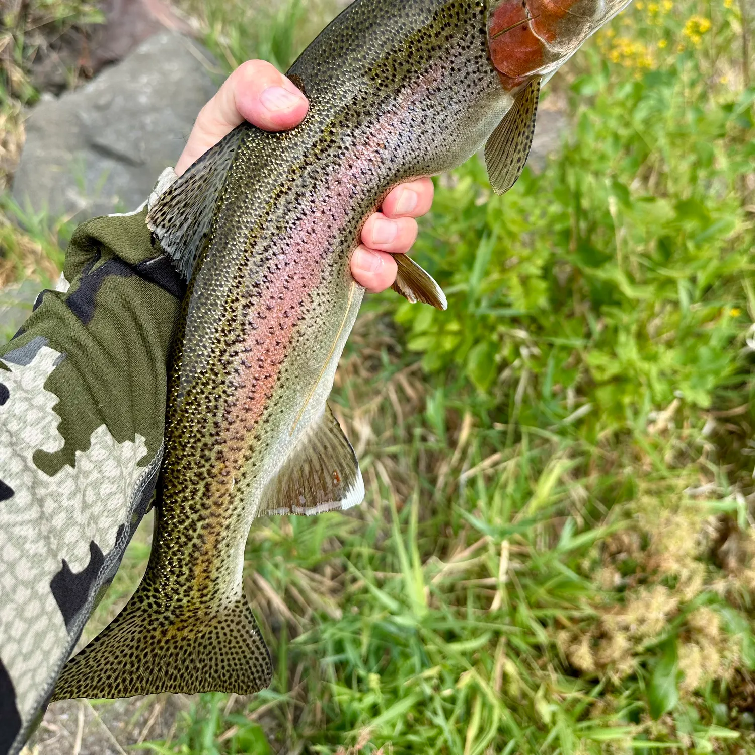 Rainbow trout caught on Fishbrain
