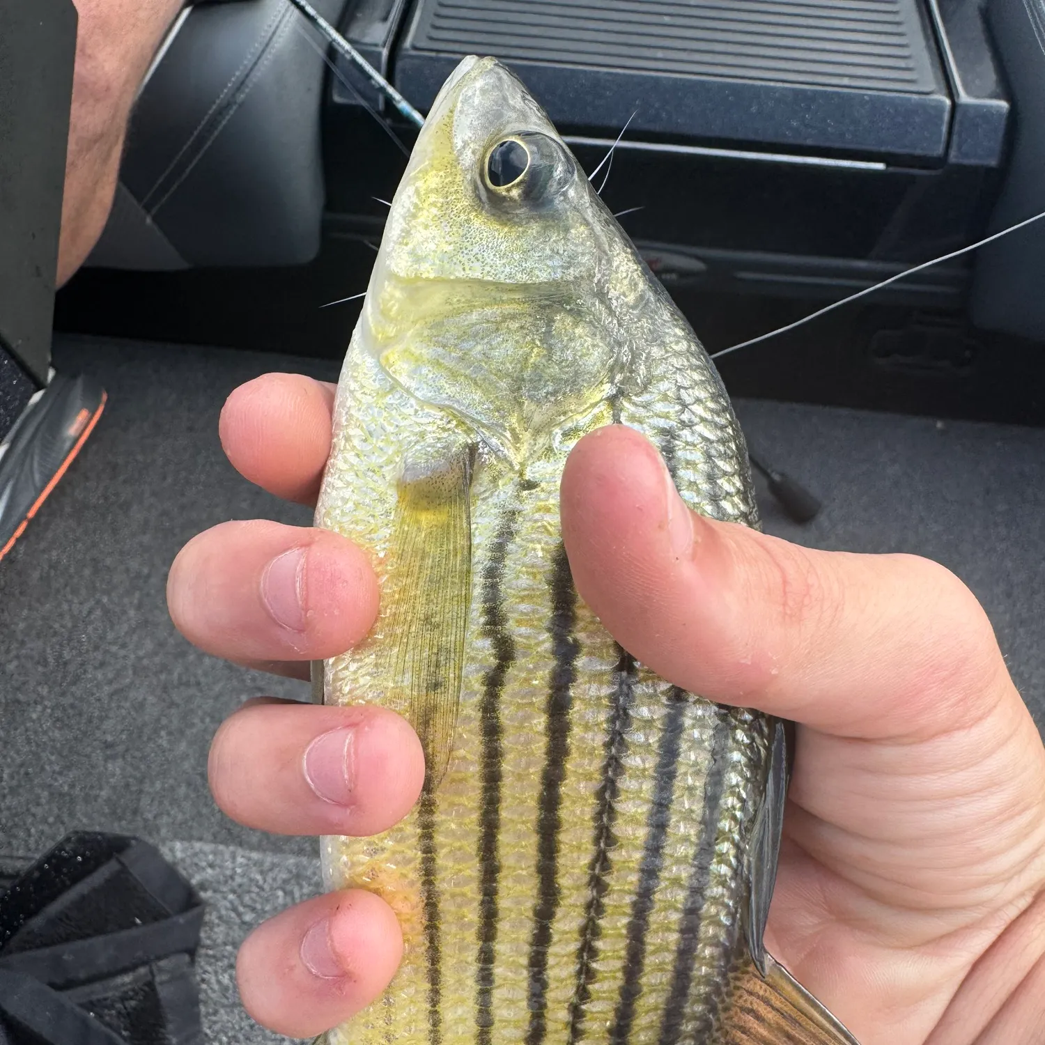 Yellow bass caught on Fishbrain