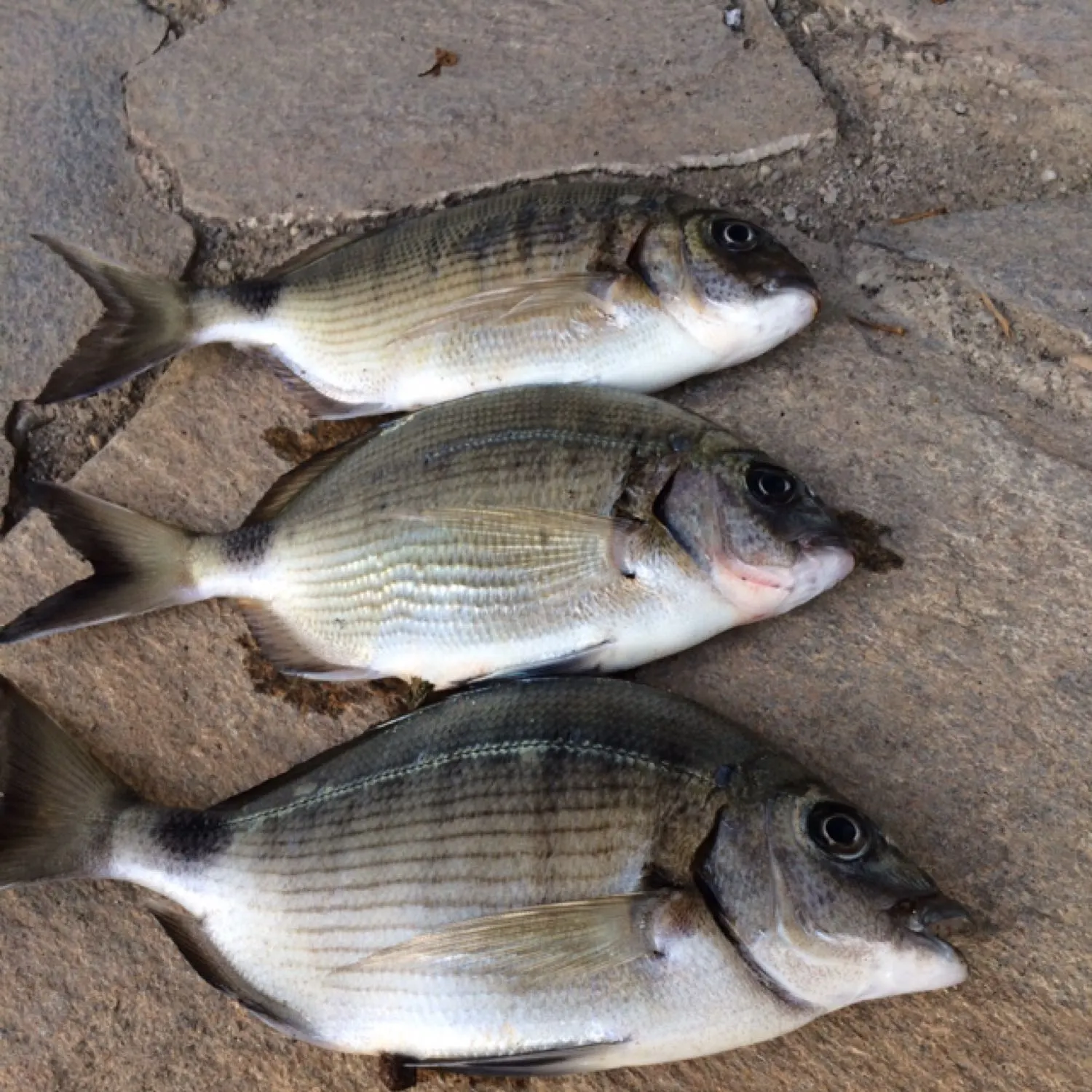 recently logged catches