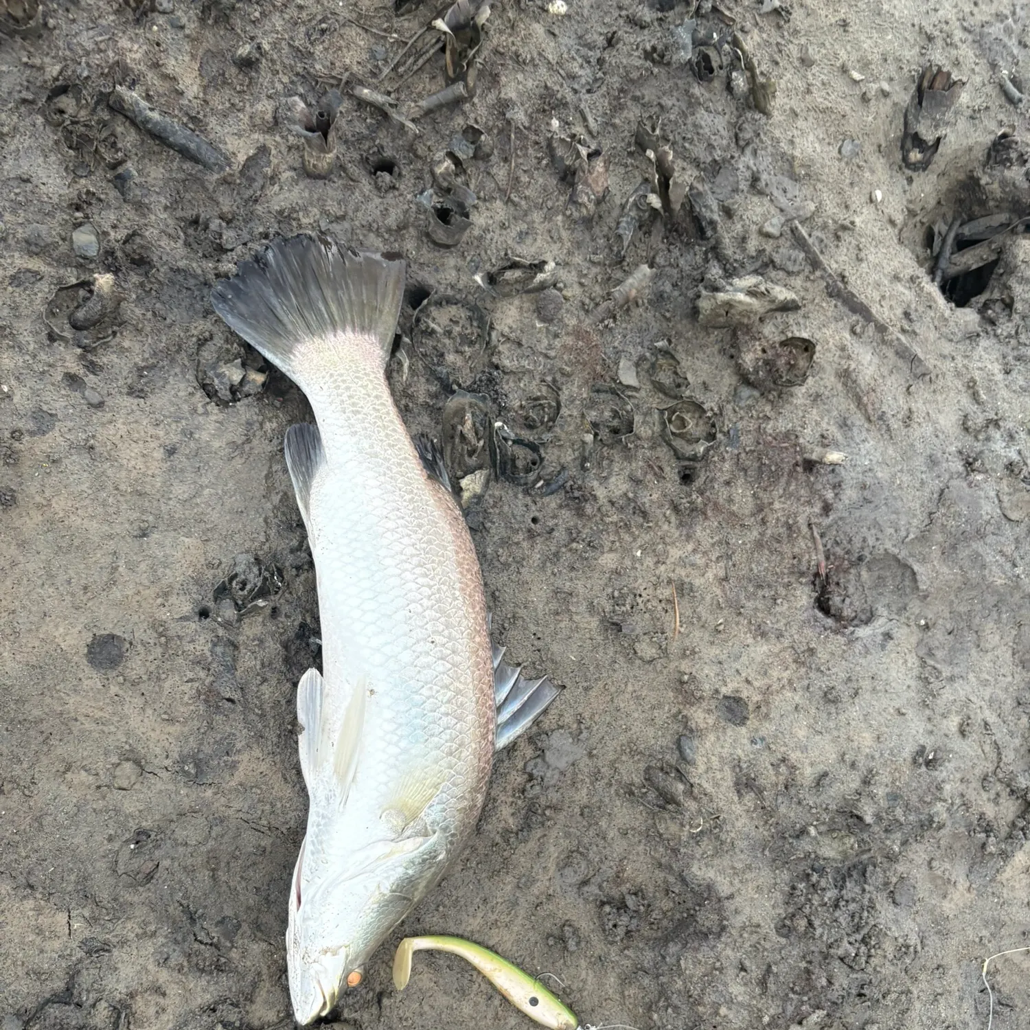 The most recent Barramundi catches on Fishbrain