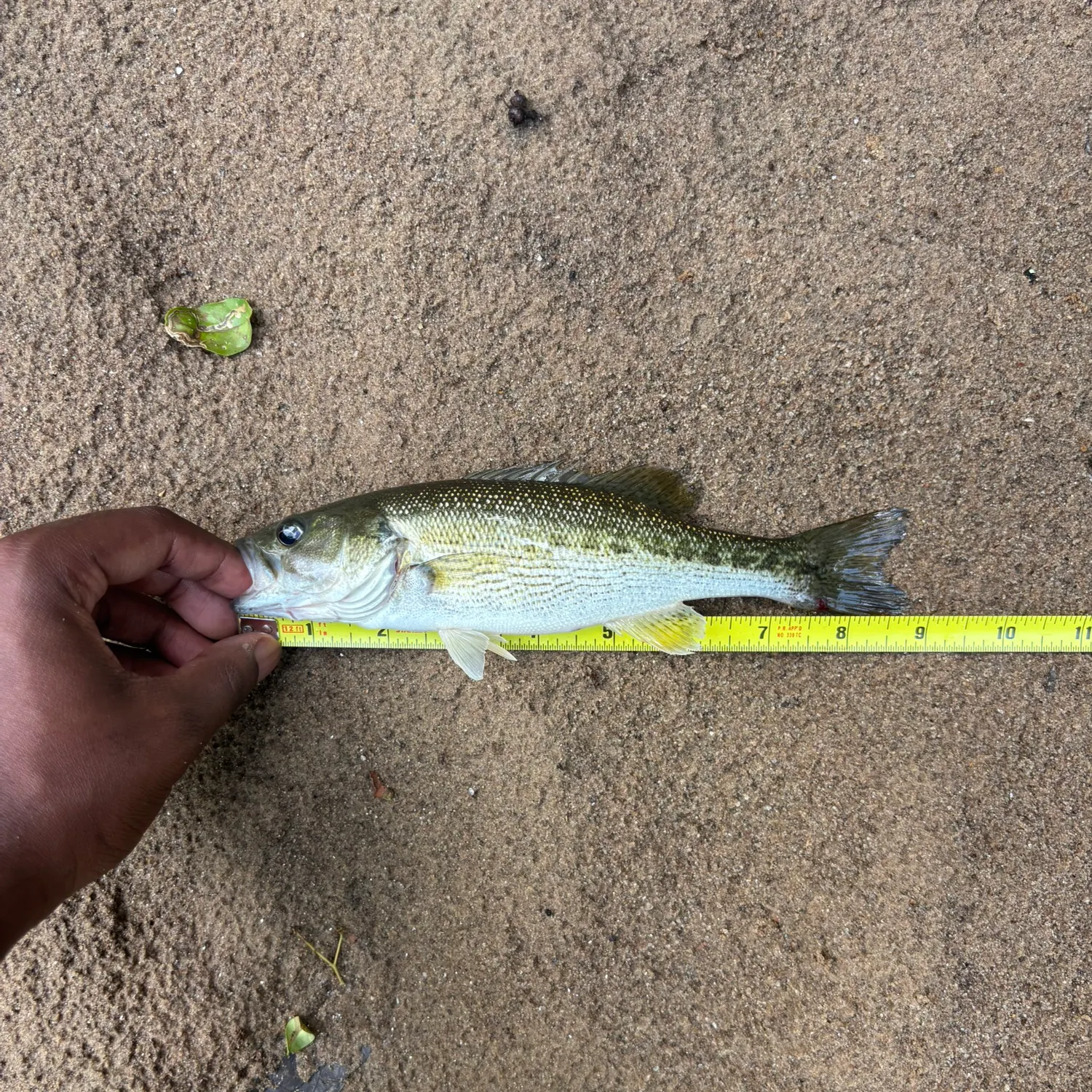 The most recent Alabama bass catches on Fishbrain