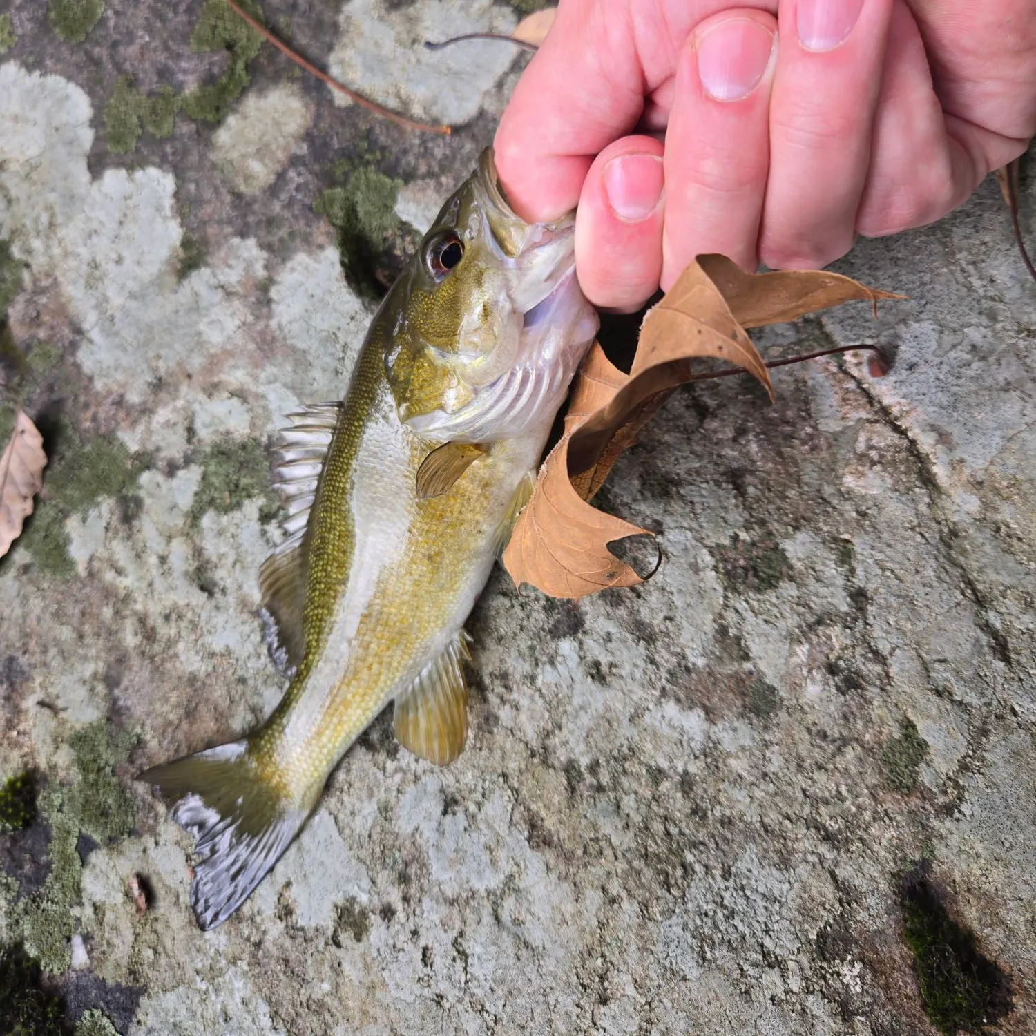Smallmouth bass caught on Fishbrain
