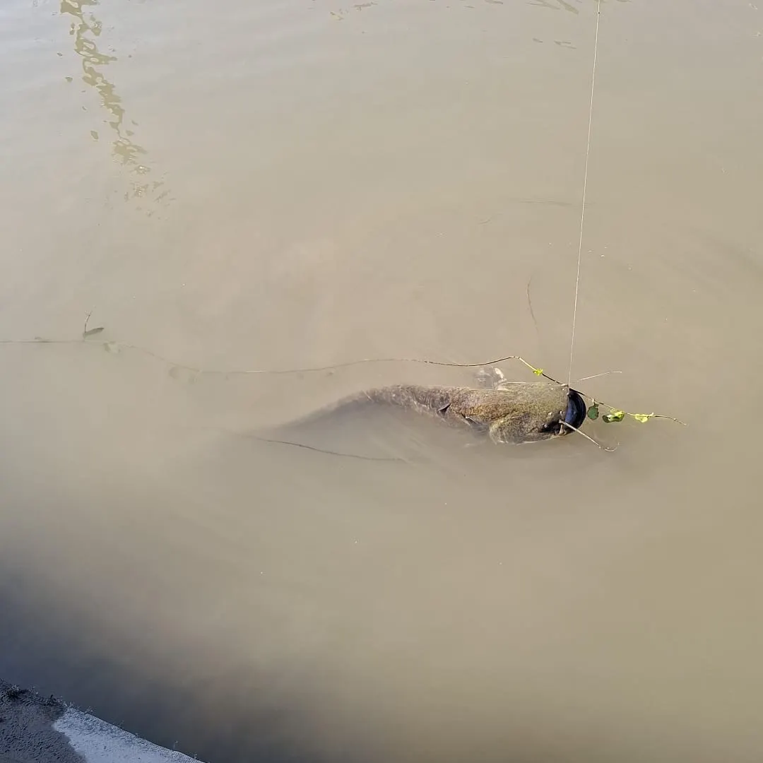 The most recent Wels catfish catches on Fishbrain