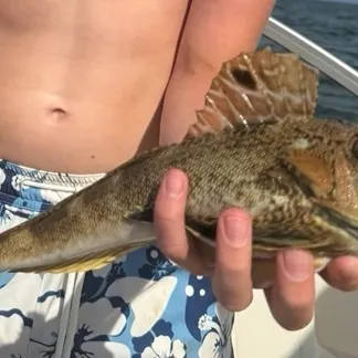 Northern searobin caught on Fishbrain