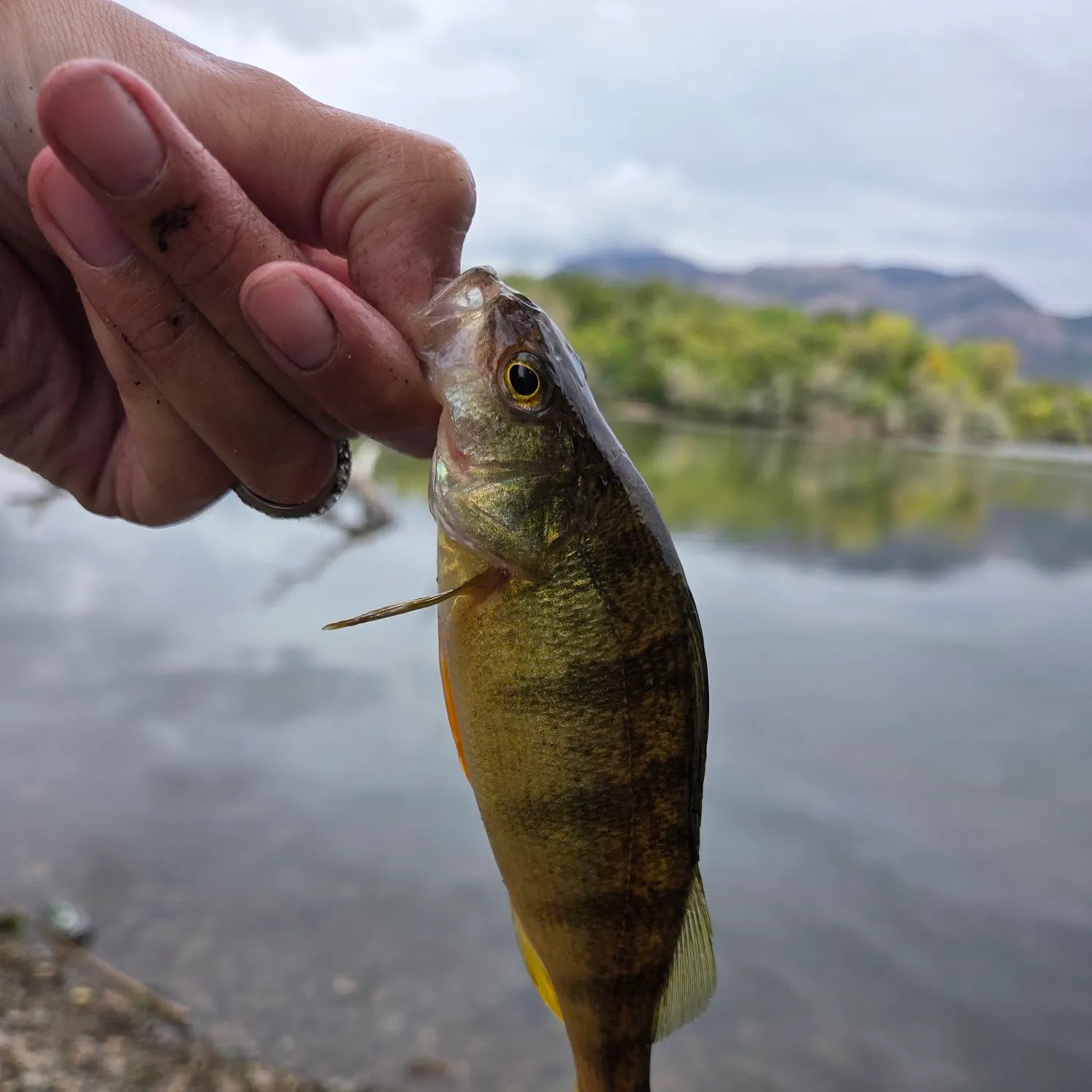 Yellow perch caught on Fishbrain