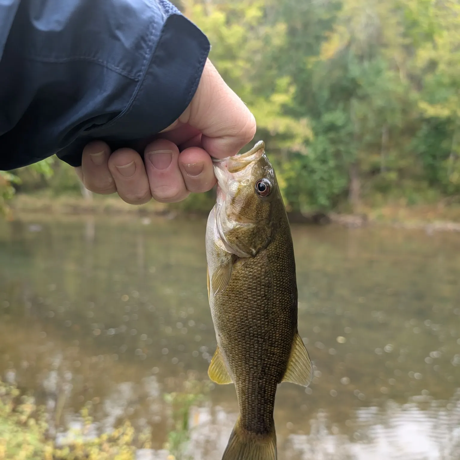 Smallmouth bass caught on Fishbrain