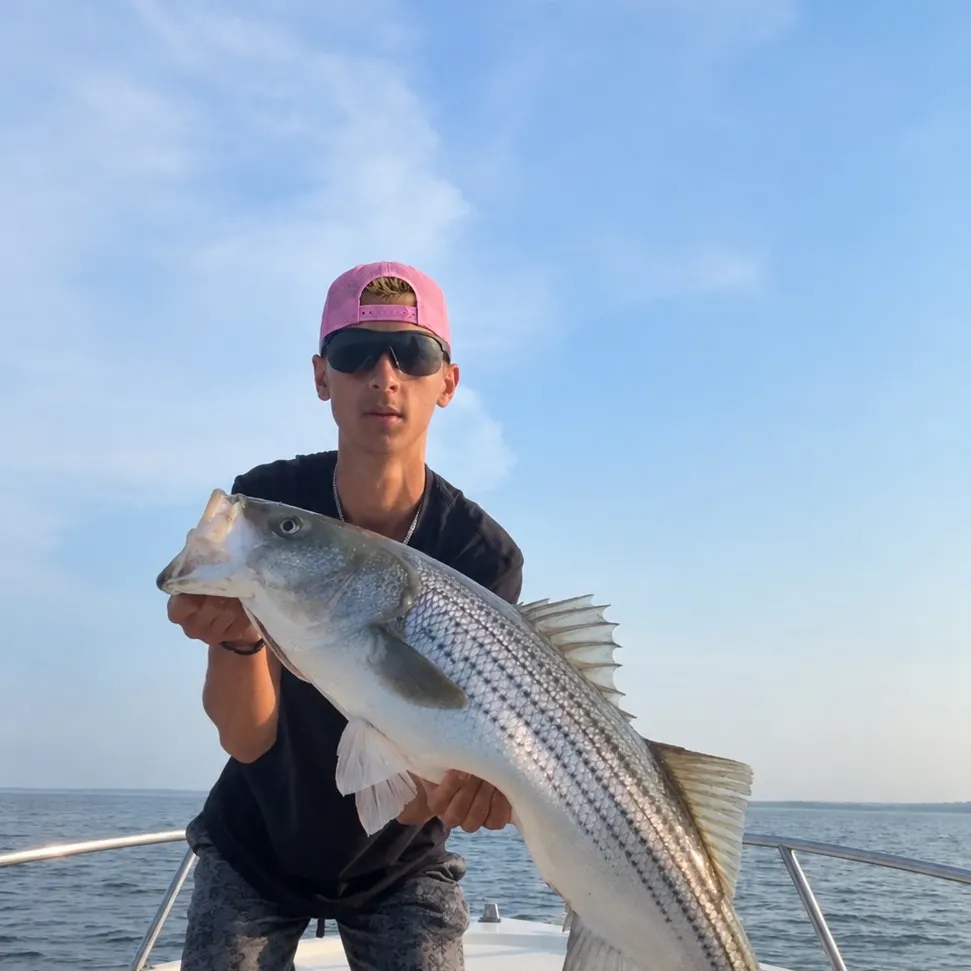 Striped bass caught on Fishbrain