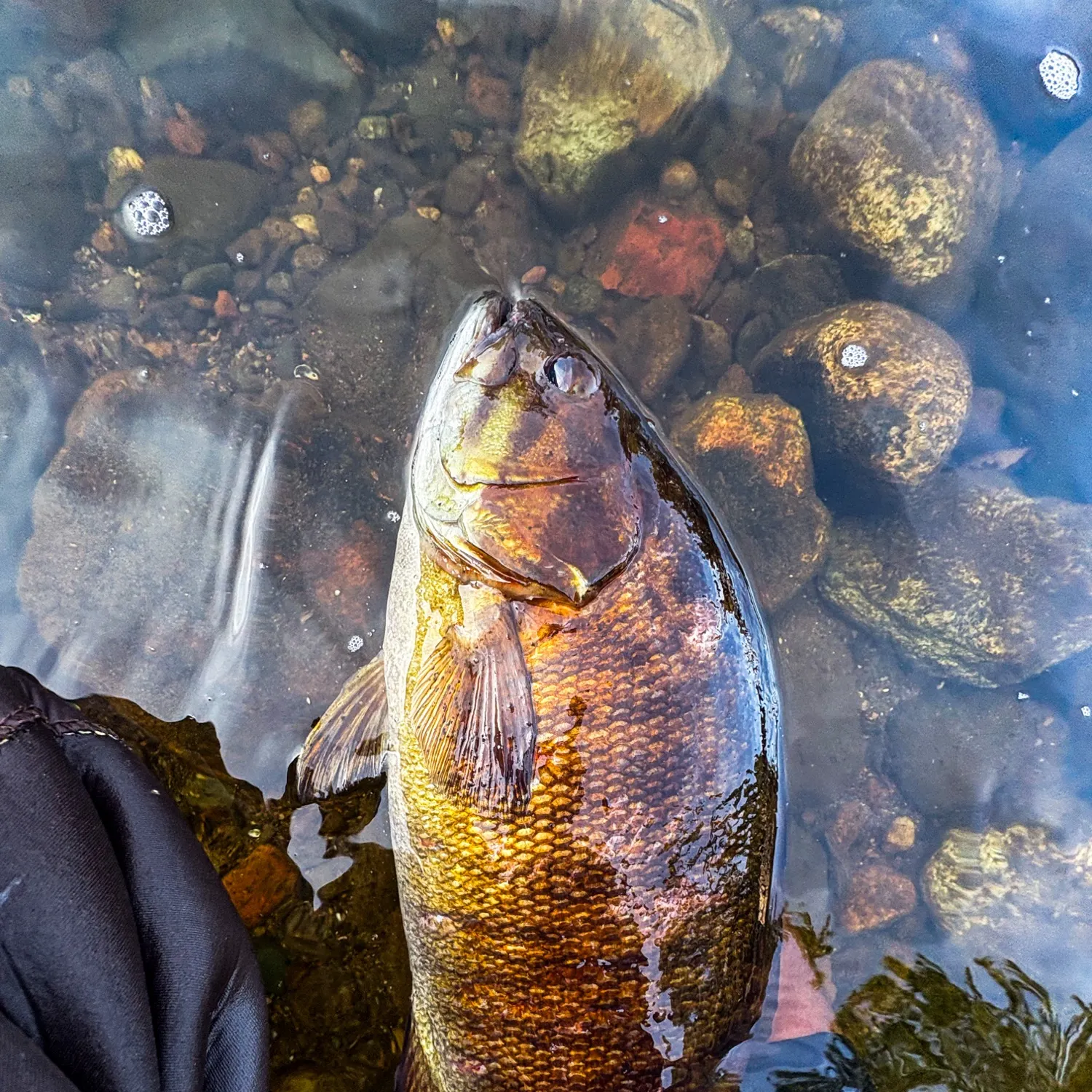 Smallmouth bass caught on Fishbrain
