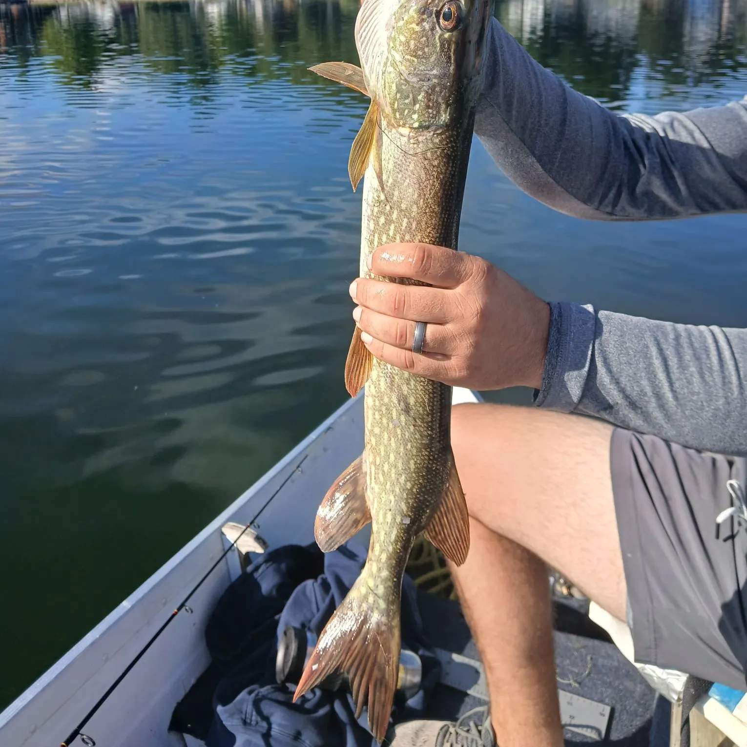 Northern pike caught on Fishbrain