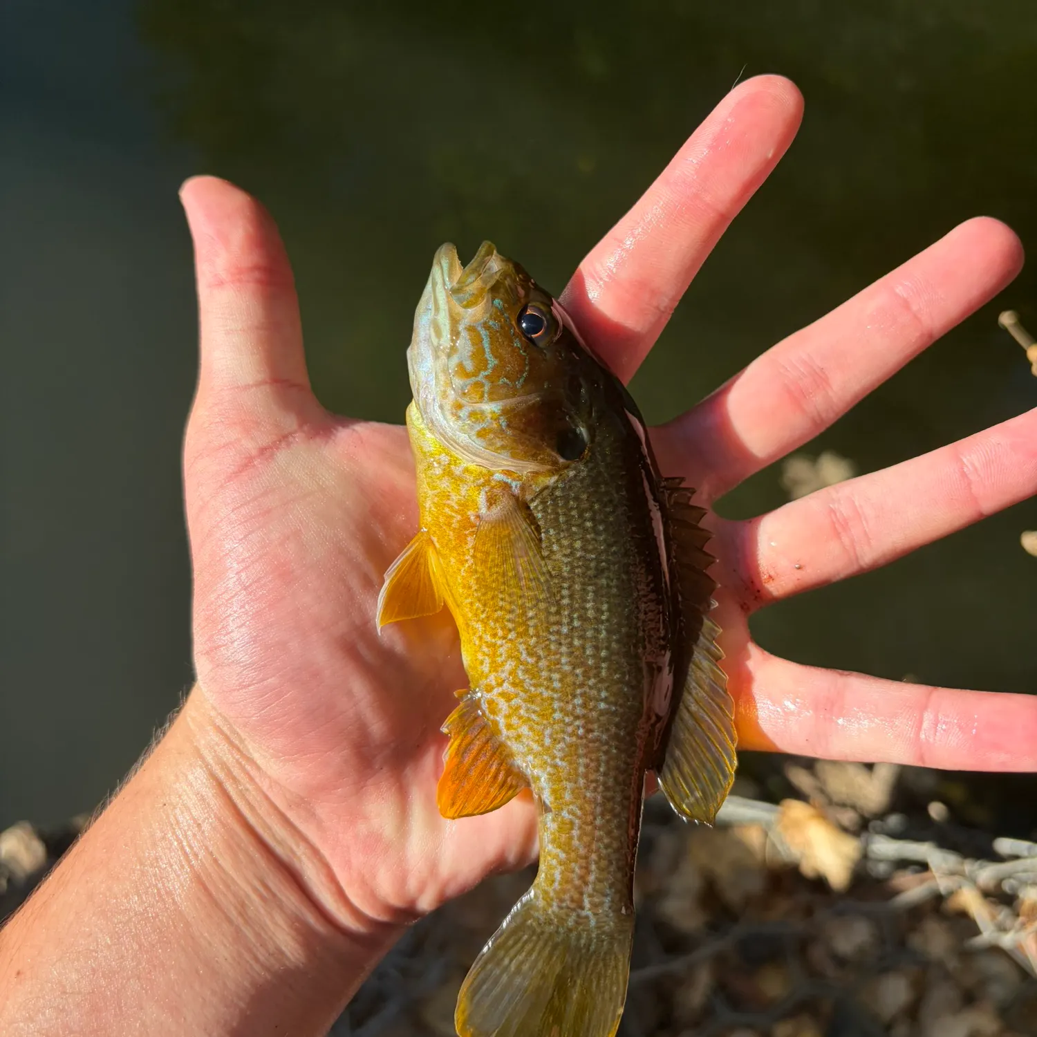 Green sunfish caught on Fishbrain