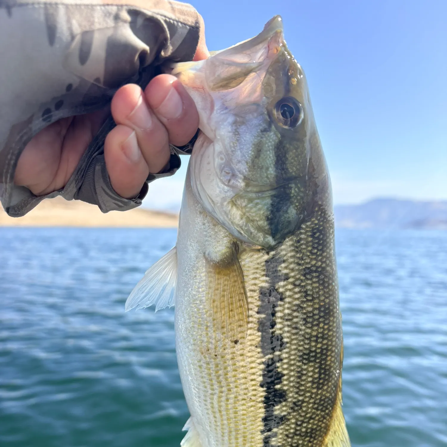 Spotted bass caught on Fishbrain