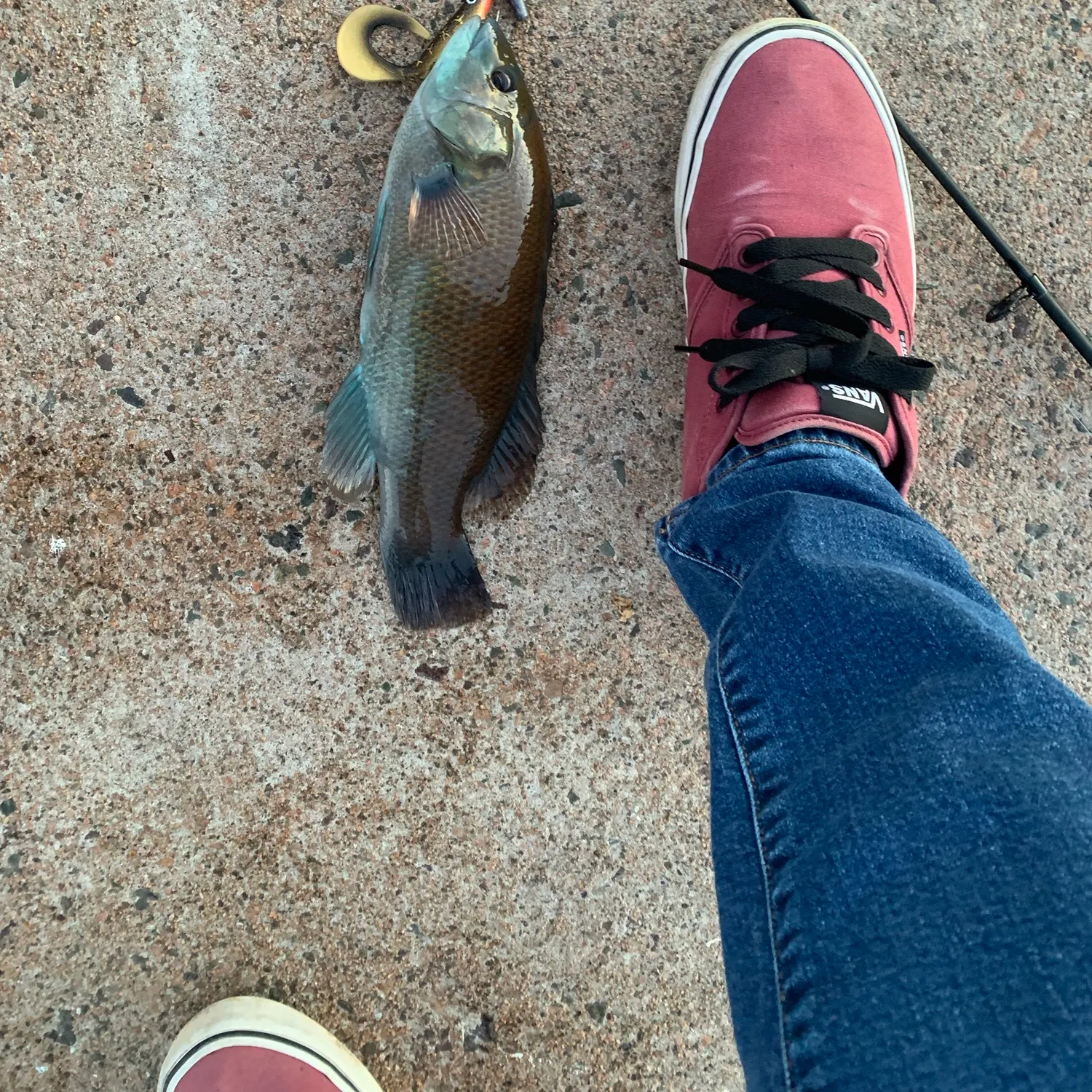 Cunner caught on Fishbrain