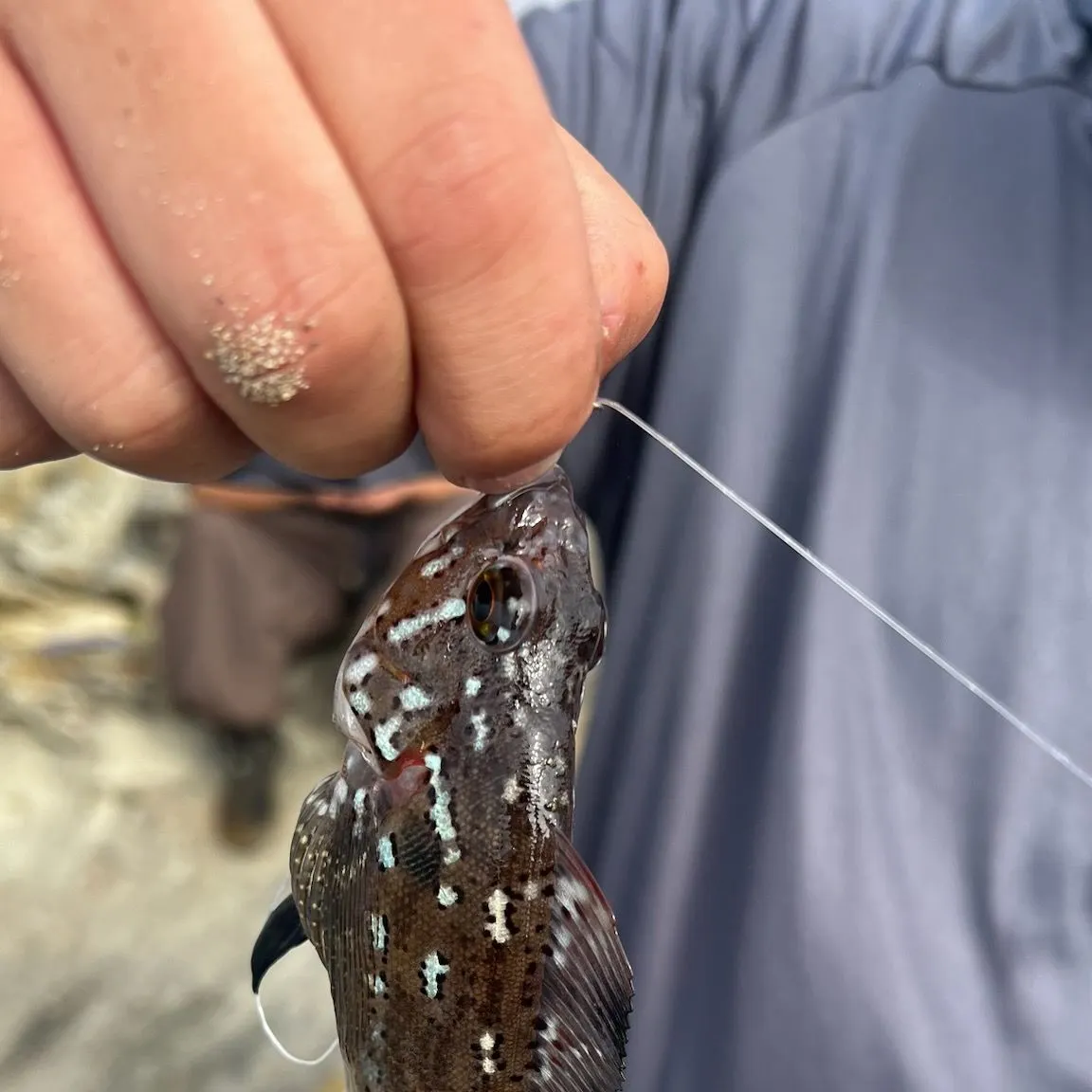 Kelp greenling caught on Fishbrain