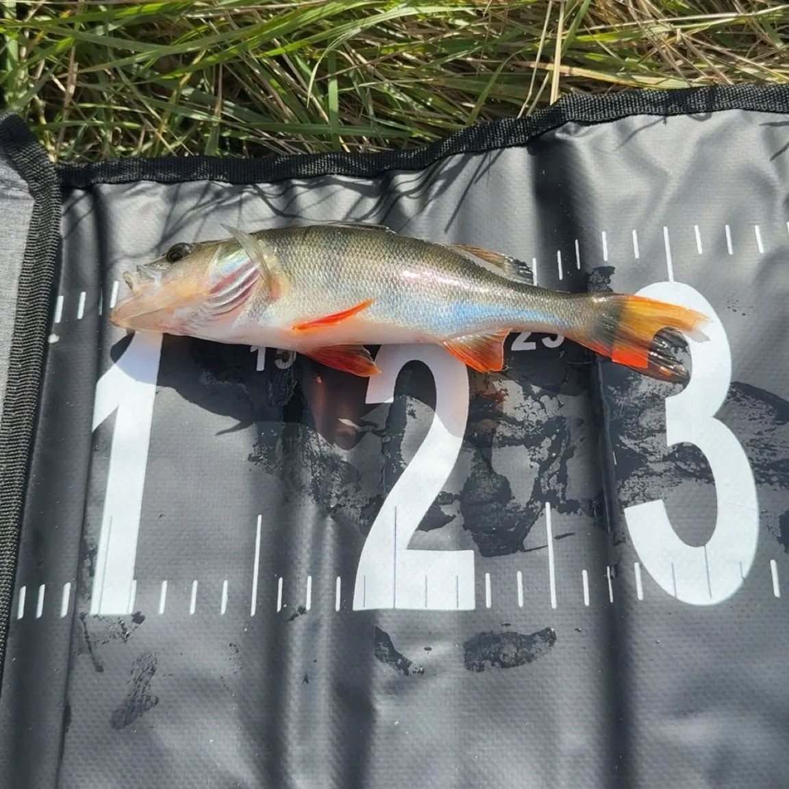 European perch caught on Fishbrain