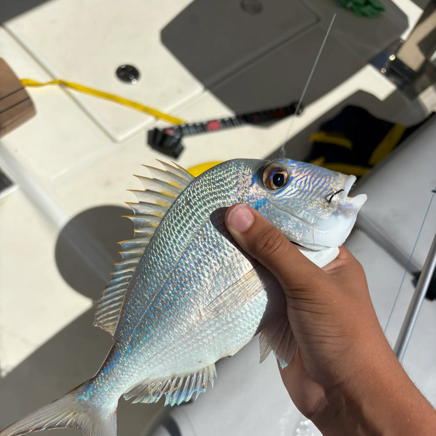 The most recent Littlehead Porgy catches on Fishbrain