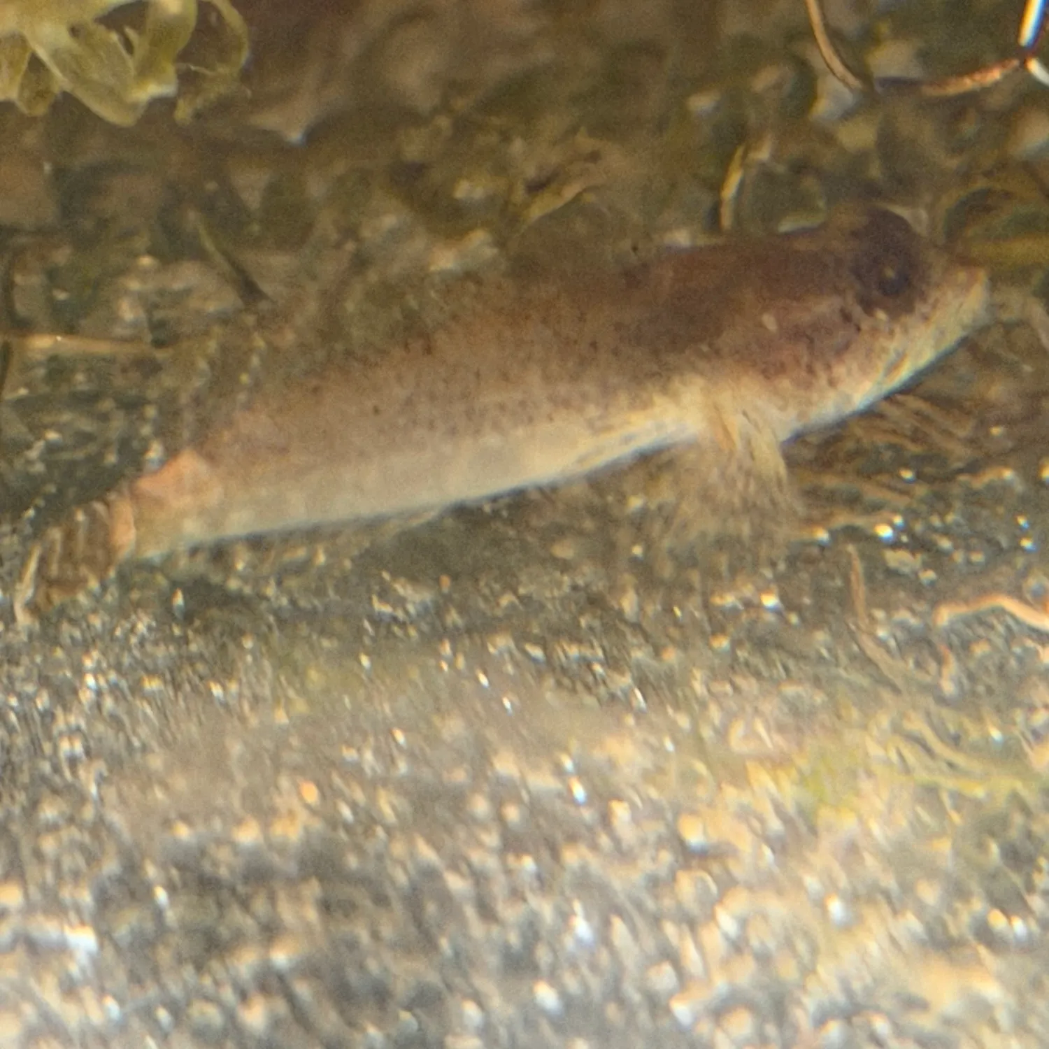 The most recent Banded sculpin catches on Fishbrain