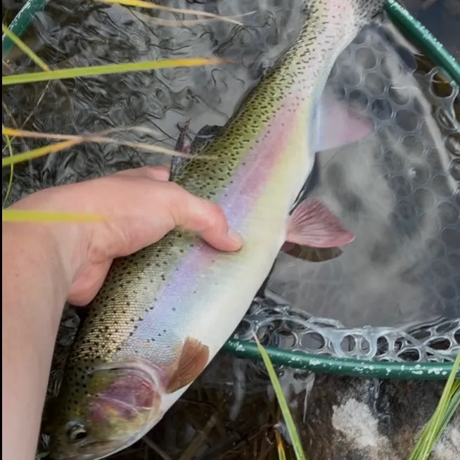 Rainbow trout caught on Fishbrain