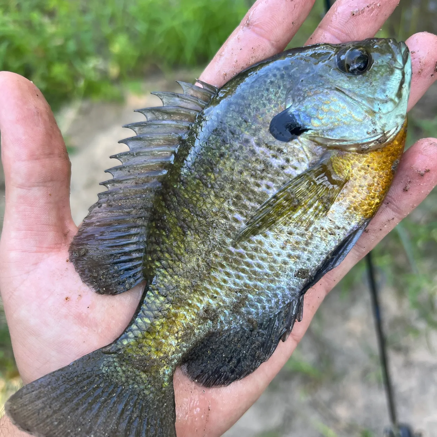 Bluegill caught on Fishbrain