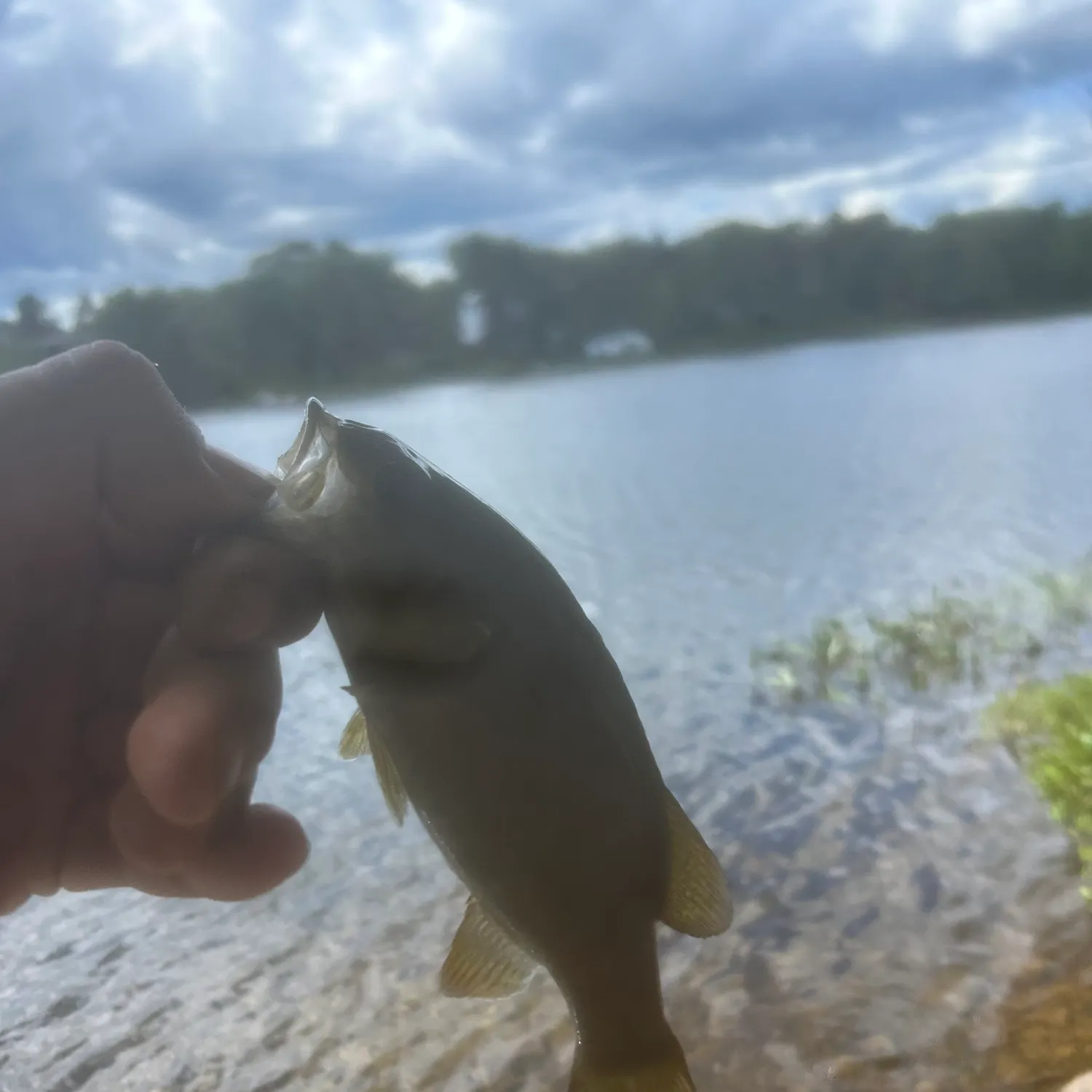 Smallmouth bass caught on Fishbrain