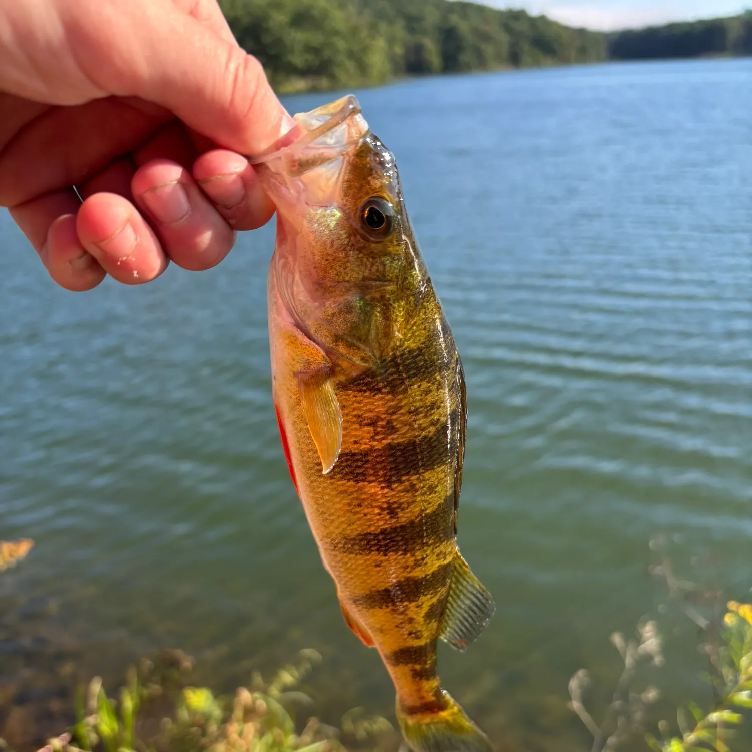 Yellow perch caught on Fishbrain