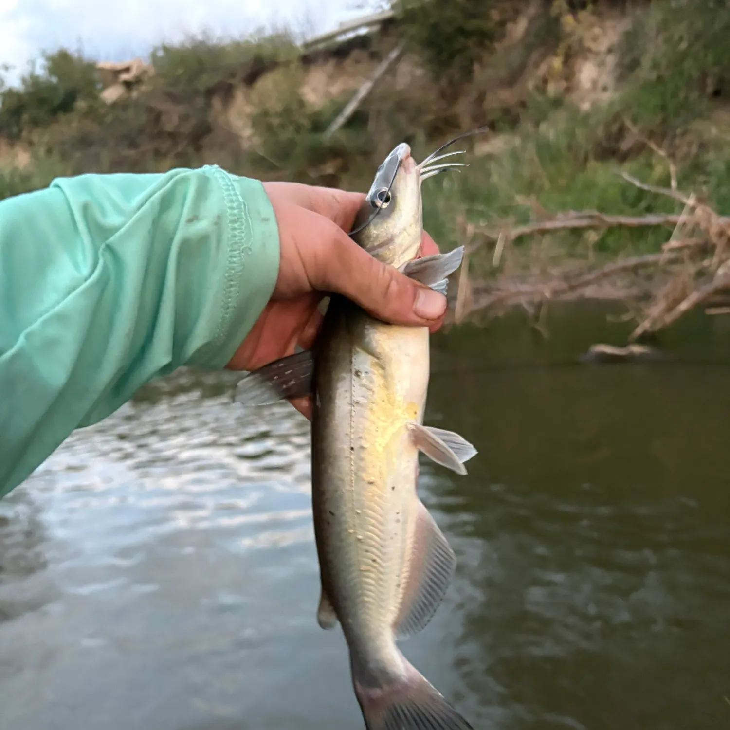Channel catfish caught on Fishbrain