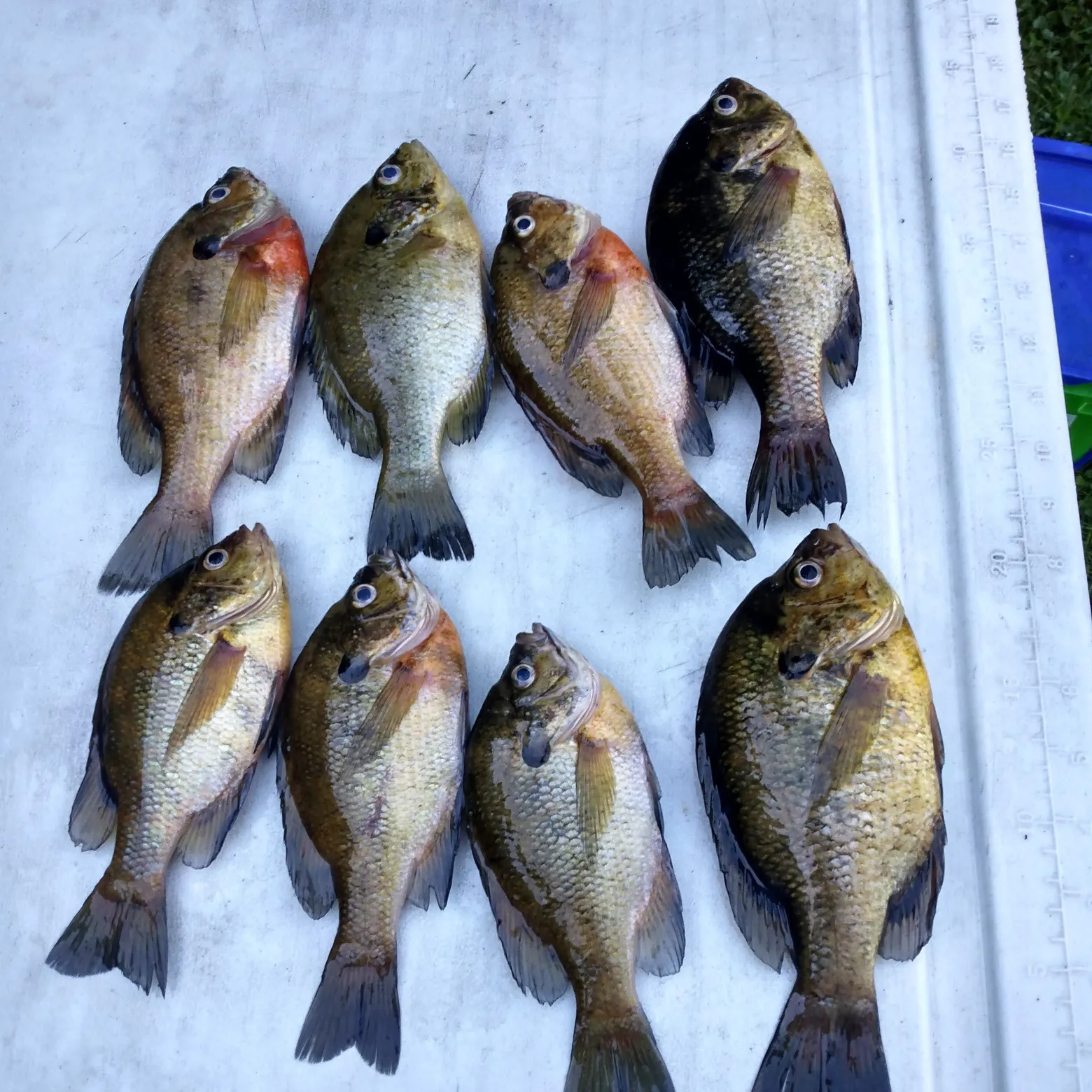 recently logged catches