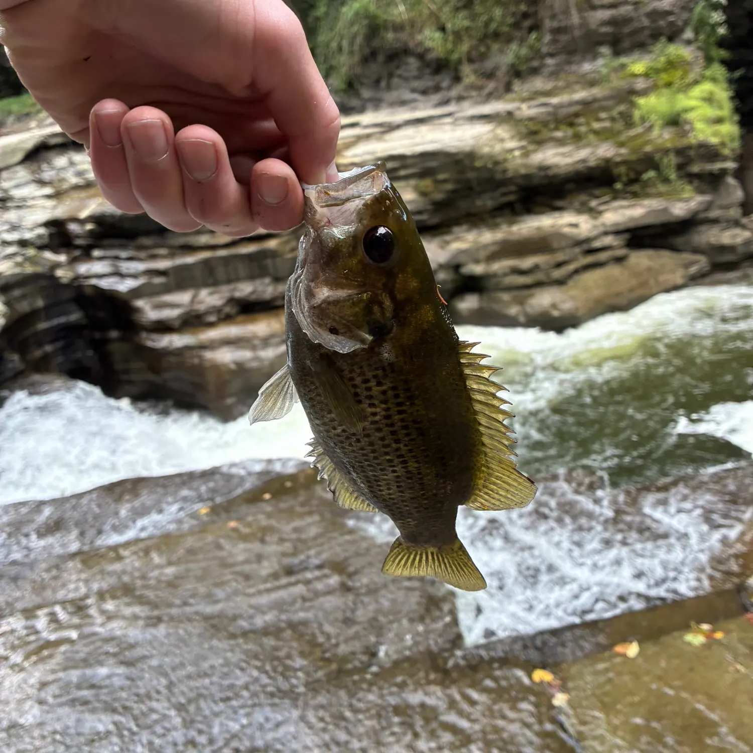 Rock bass caught on Fishbrain