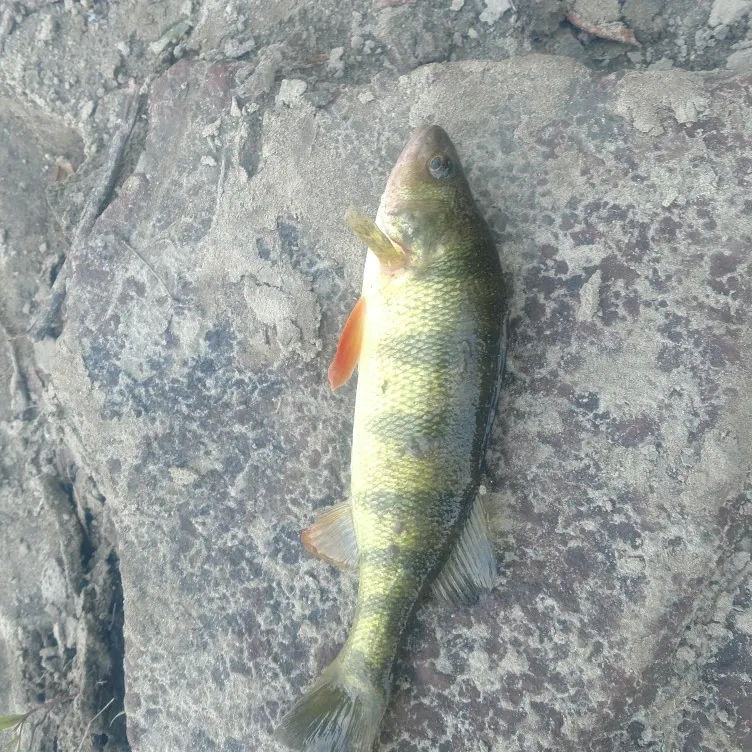 Yellow perch caught on Fishbrain