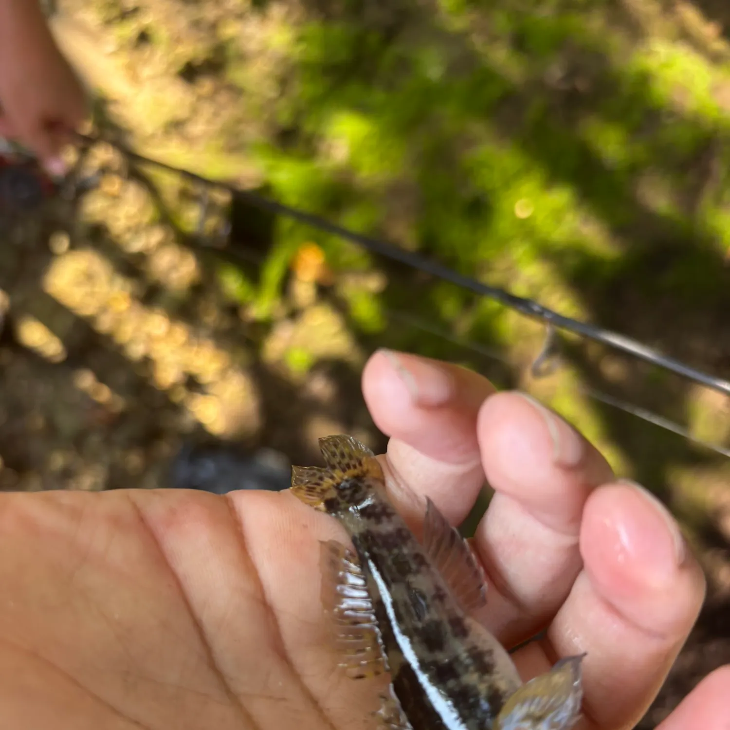 The most recent Crested goby catches on Fishbrain