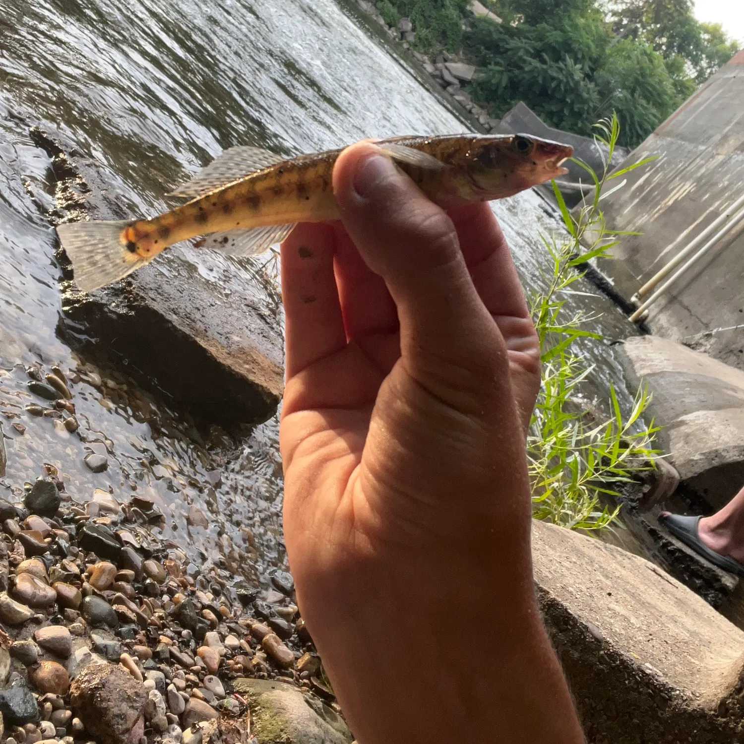 The most recent Common logperch catches on Fishbrain