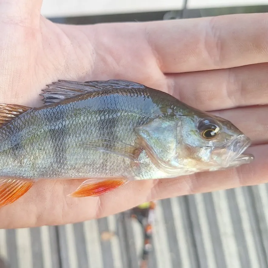 European perch caught on Fishbrain