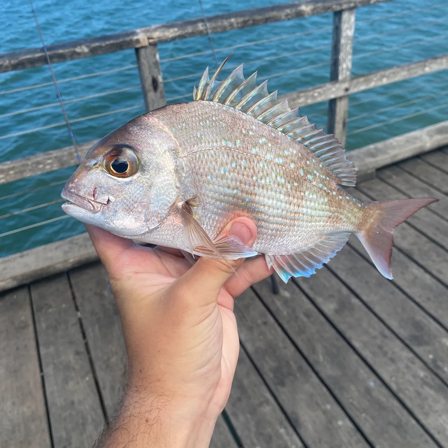 Australasian snapper caught on Fishbrain